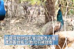 孔雀遭拔毛成公雞！動(dòng)物園：或?qū)⒂慰土腥牒诿麊危多圖]