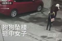 高空墜狗路過女子被砸傷，結果狗卻活著，如何防止高空拋物？[多圖]