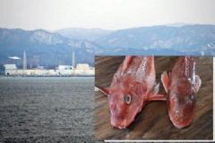 日本現(xiàn)超標輻射魚，過度接觸輻射有何危害？[多圖]