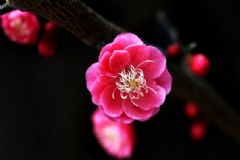 梅花泡水喝有何禁忌？梅花泡水喝有何好處？[圖]