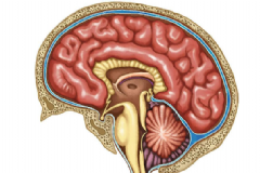 大腦發(fā)育不良要怎么治療？怎么有效的治療大腦發(fā)育不良？[圖]