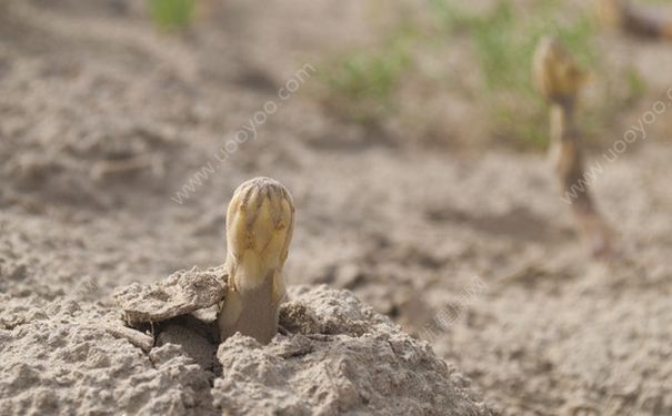 肉蓯蓉的泡水方法有哪些？肉蓯蓉的食用方法有哪些？(1)