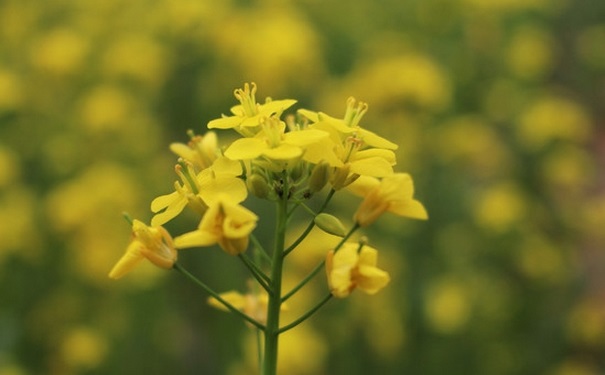 油菜開花了還能吃嗎？開花的油菜能吃嗎？(1)