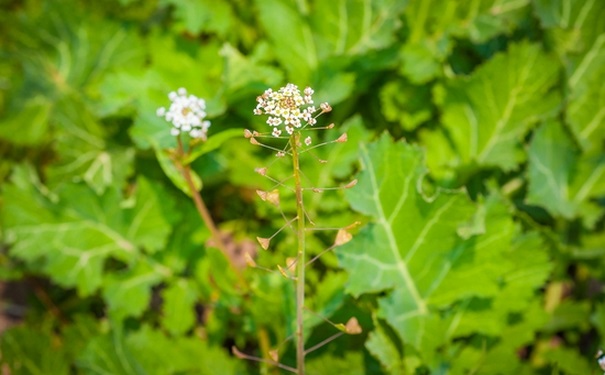 薺菜花有什么功效？吃薺菜花要注意什么？(1)