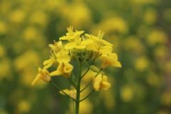 油菜開(kāi)花了還能吃嗎？開(kāi)花的油菜能吃嗎？[圖]