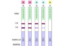 如何用排卵試紙測(cè)排卵？用排卵試紙測(cè)排卵的方法[圖]