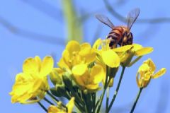 花粉過敏是怎么回事？花粉過敏是什么原因？[圖]