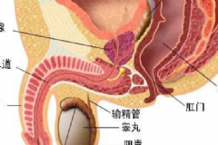 睪丸炎能自愈嗎？睪丸炎吃什么藥？[圖]