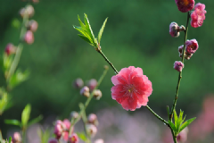 什么花對孕婦不好？哪些花對孕婦有害處？[多圖]