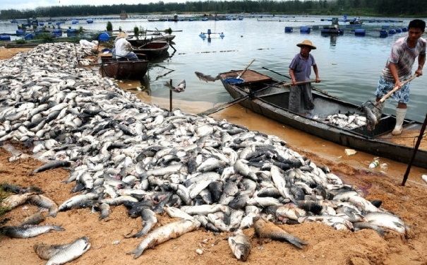 死魚能吃嗎？魚死了還能吃嗎？(4)