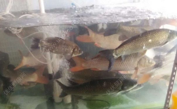 死魚能吃嗎？魚死了還能吃嗎？(5)