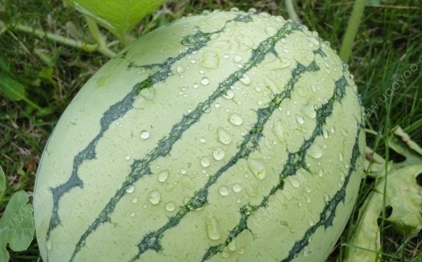 西瓜淋雨了會(huì)怎么樣？西瓜淋雨會(huì)壞嗎？(3)