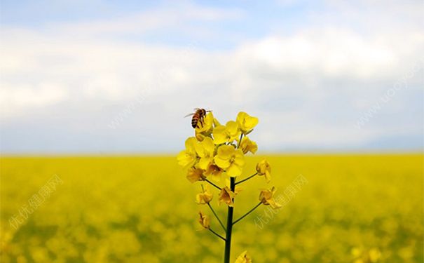 黃芪不適合什么人吃？黃芪不適合人群(1)