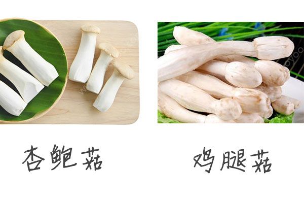 雞腿菇有什么營(yíng)養(yǎng)？雞腿菇和杏鮑菇的區(qū)別(3)