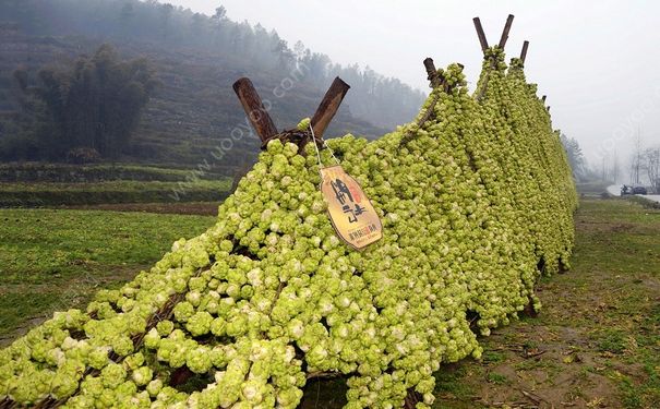 榨菜怎么炒好吃？榨菜怎么拌好吃？(1)