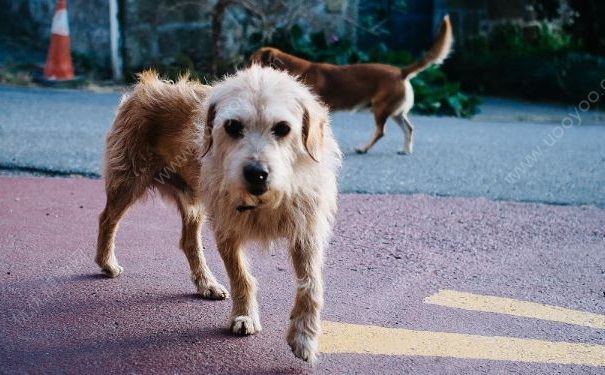 被狗咬傷后打四針疫苗依然狂犬病發(fā)作身亡，被狗咬了怎么辦？(3)