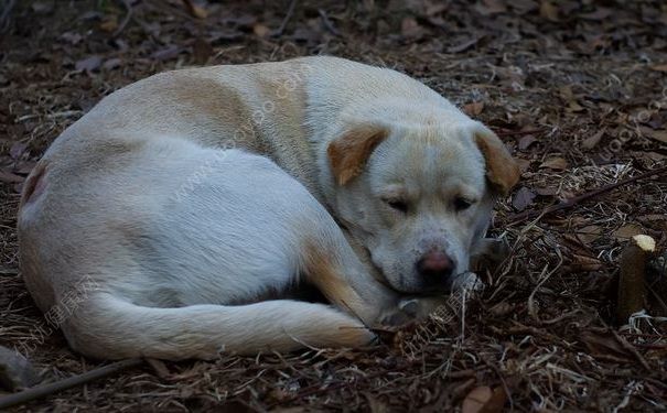 被狗咬傷后打四針疫苗依然狂犬病發(fā)作身亡，被狗咬了怎么辦？(4)