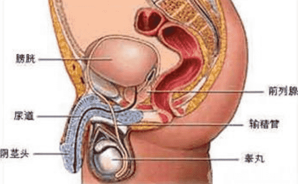 男性的生殖器官是怎樣的？男性生殖器官功能是怎樣的？(1)