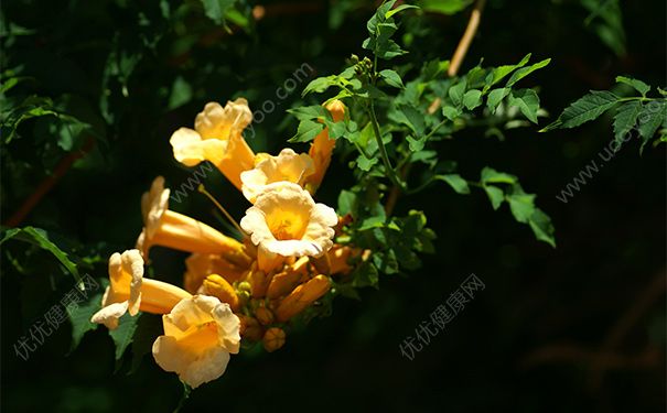 凌霄花有毒嗎？凌霄花的功效與作用(1)