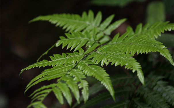 鳳尾草有什么作用？鳳尾草的藥用價值(1)