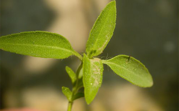 石薺苧有什么功效？石薺苧的功效與作用(1)