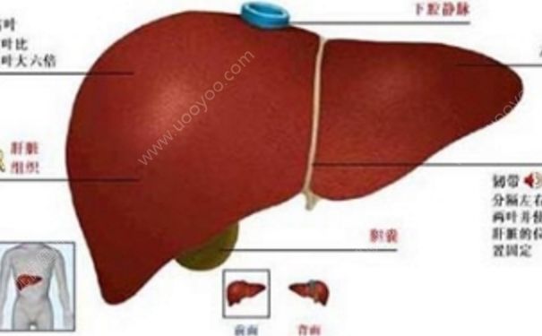 朝陽膠囊效果怎么樣？珠子肝泰膠囊的功能主治(1)