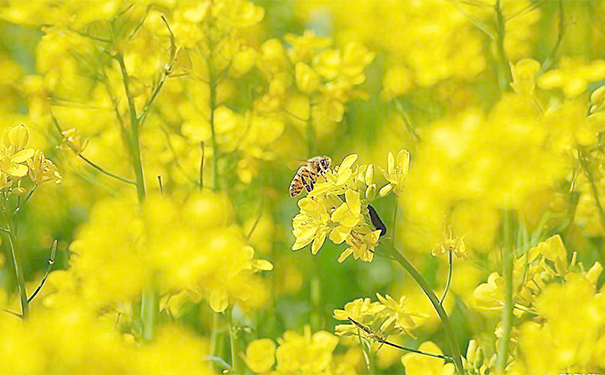 蜂膠過(guò)期還能吃嗎？蜂膠過(guò)期了還可以吃嗎？(1)