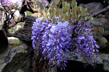 紫藤花盛開(kāi)的圖片