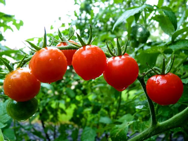 陽臺(tái)種植西紅柿