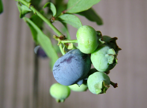 藍(lán)莓-陽(yáng)臺(tái)種菜