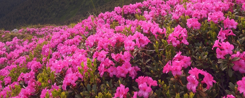 怎么讓杜鵑花開花，開花前用什么肥