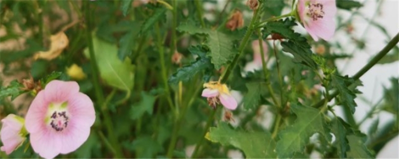 怎么讓小木槿多開花，開花期怎么養(yǎng)