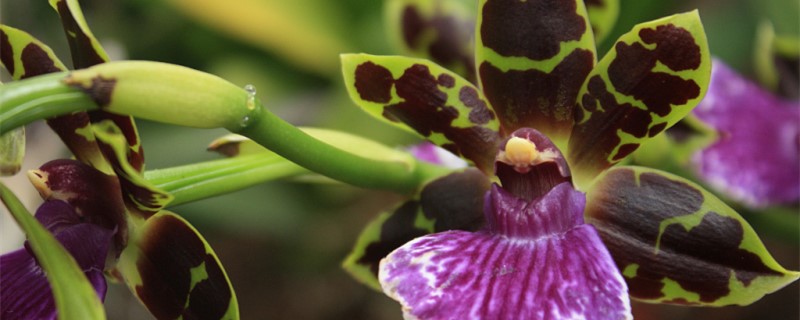 蘭花需要陽光照嗎，沒有陽光能養(yǎng)蘭花嗎