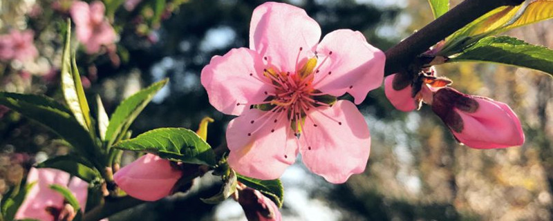 桃花長什么樣子，桃花有什么特點