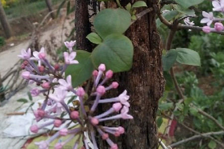 丁香花