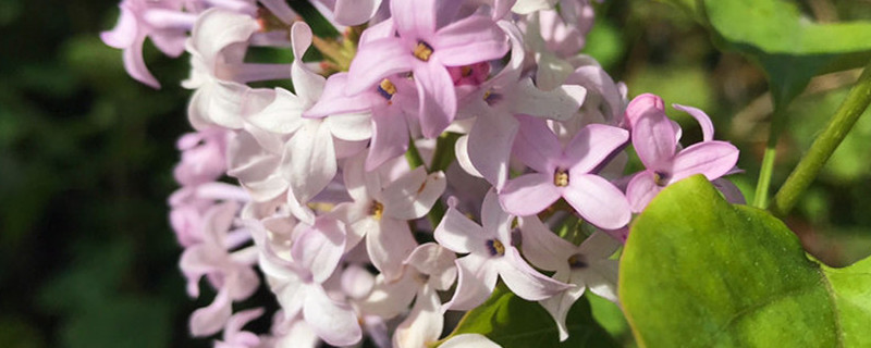 丁香花能泡茶喝嗎，丁香花泡茶喝的好處