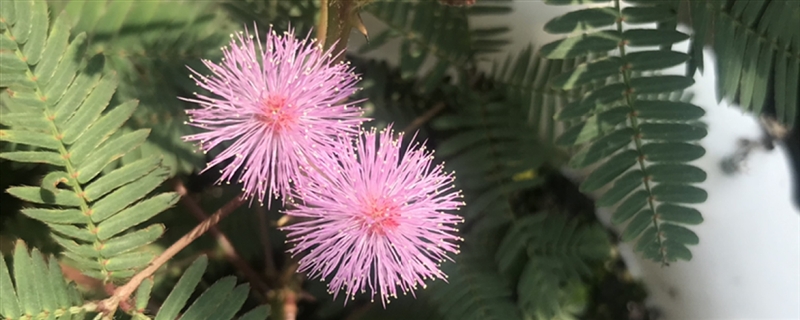 含羞草會開花嗎，什么時候開花