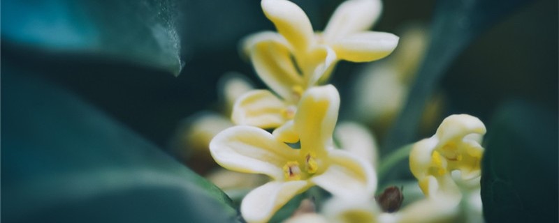 桂花的功效和作用，桂花泡茶怎么制作