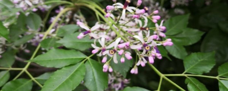 丁香花在北方能種嗎，丁香花可以在室內(nèi)養(yǎng)嗎