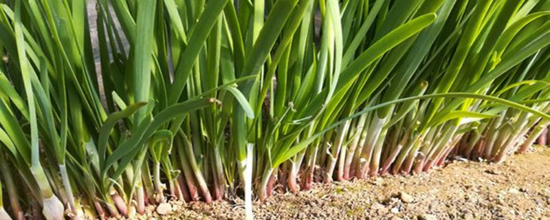 韭菜種植管理技術(shù)，韭菜種植圖片