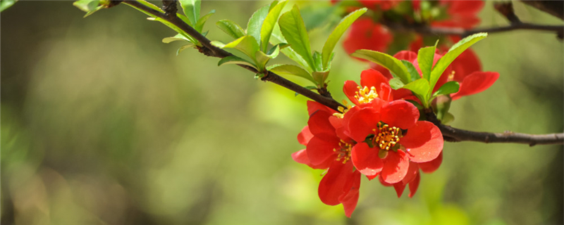 海棠開(kāi)花的時(shí)候要多澆水嗎，幾天沒(méi)澆水干了怎么辦