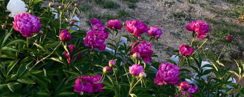 芍藥播種苗什么時候開花，芍藥播種育苗方法