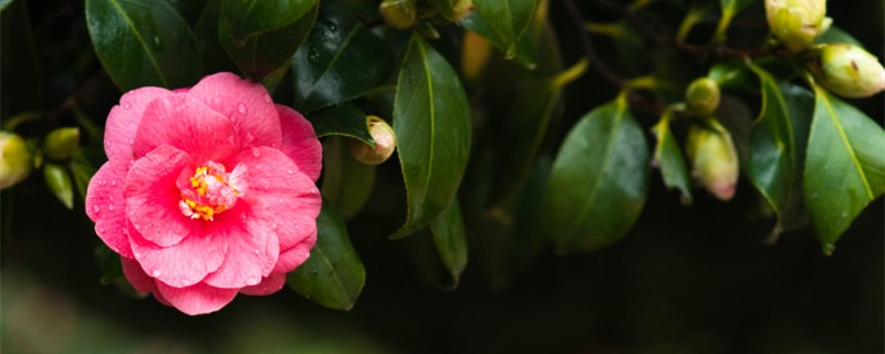 山茶花怎么修剪，怎樣修剪山茶花花開的才能更多