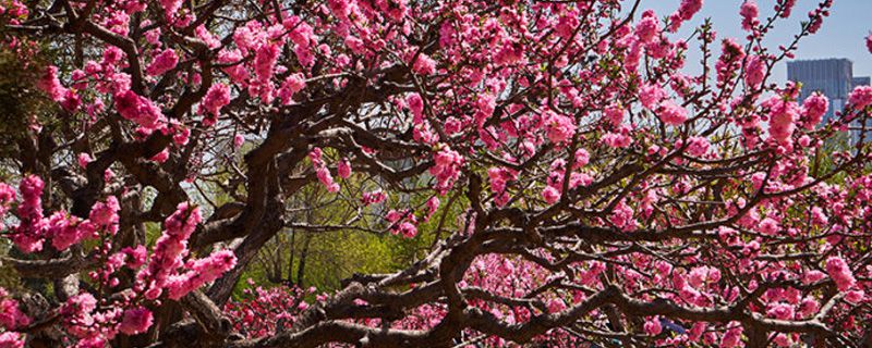 桃花什么季節(jié)開花，桃花促花方法