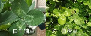 白車(chē)軸草和苜蓿草的區(qū)別，白車(chē)軸草是不是四葉草