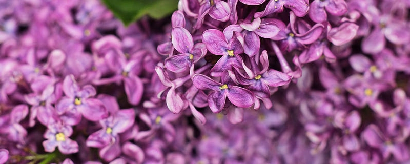 丁香花能曬太陽(yáng)嗎，丁香花曬太陽(yáng)會(huì)導(dǎo)致黃葉嗎