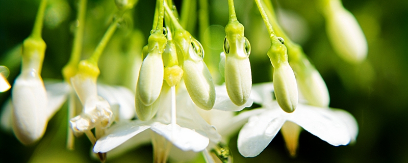 茉莉花如何播種，茉莉花播種時間