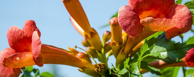 陽臺如何養(yǎng)凌霄花，需要注意什么