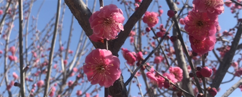 什么時候給梅花換盆，梅花換盆后馬上澆水嗎