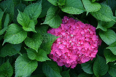 繡球花